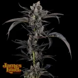 Cherry-Cola-Autoflower-Cannabis-Seeds.webp