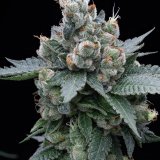 Chili Verde x Legend OG