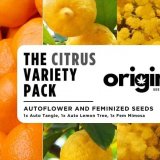 Citrus Variety Pack - FRONT