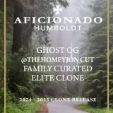 Ghost OG cannabis clone with vibrant green leaves and dense structure, offered by Aficionado.