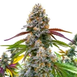 Critical-Daddy-Purple.webp