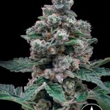 Crostata x GG4 - Closeup