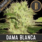 DAMABLANCACANNABISSEEDS-1-1.jpg