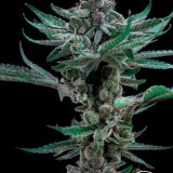 Detroit Runtz x GG4 - Stalk