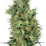Diesel-Feminized-Cannabis-Seeds_c345a01344f8721af3699b297f41dbed.jpg