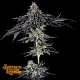 Dread-Zeppelin-Feminized-Cannabis-Seeds.webp