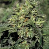 Dutch-Dragon-Paradise-Seeds-800x1200-1.webp