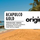Acapulco Gold strain packaging showcasing dense, citrus-scented buds with a crystalline appearance.