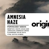 Fem Amnesia Haze FRONT