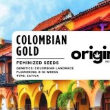 Fem - Colombian Gold FRONT