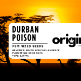 Fem Durban Poison FRONT