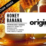 Fem - Honey Banana - Extraction Series FRONT