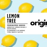 Fem - Lemon Tree FRONT