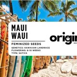 Fem - Maui Waui FRONT