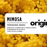 Mimosa strain packaging showcasing vibrant citrus and pine flavors.