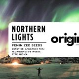 Packaging of Northern Lights strain seeds with resin-coated buds and earthy flavors