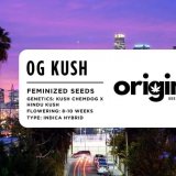 Fem - OG Kush FRONT