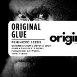 Packaging of Original Glue strain seeds featuring coffee-flavored genetics
