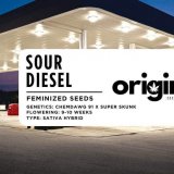 Packaging of Sour Diesel strain seeds featuring diesel and fruity genetics