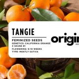 Fem - Tangie FRONT
