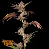 Frosted-Runtz-Feminized-Seeds.webp