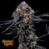 GP3-Feminized-Cannabis-Seeds.webp