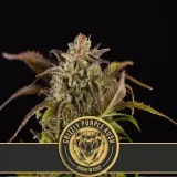 GRIZZLYPURPLEKUSHCANNABISSEEDS4-3.webp