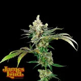 Ganja-Cowboy-Strain.webp