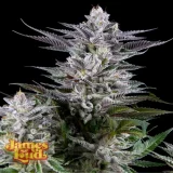 Geezee-Cannabis-Strain.webp