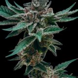 Gelatti x GG4 - Stalk