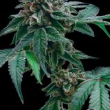 Gelonade x GG4 - Stalk