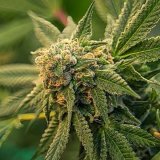 Get-Zoap-Cannabis-Seeds-Bud.jpg