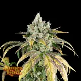 Gorilla-Cookies-OG-Autoflower-Cannabis.webp