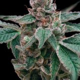 Grape Ape x GG4 - Closeup