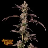Grape-Lava-Cake-Feminized-Seeds.webp