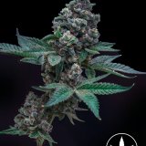 Grease Bucket x GG4 - Stalk