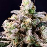 Green-Apple-Tangie-Flower.jpg