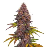 Grizzly-Purple-Auto.webp