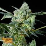 Haight-Street-Haze-Feminized-Cannabis-Seeds.webp