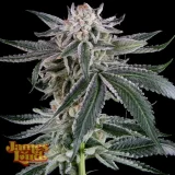 Hazilicious-Feminized-Cannabis-Seeds.webp