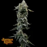 Heavy-Z-Cannabis-Seeds.webp