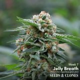 jelly breath clone