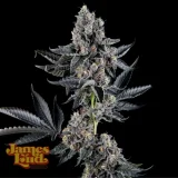 James-Runtz-Feminized-Cannabis-Seeds.webp