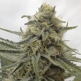 Juicy-Dreams-1.jpg