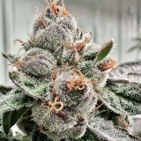 Kabuki Sour cannabis clone with dense buds and bold gas, diesel, and candy aromas.