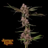 Kali-Krush-Feminized-Seeds.webp