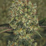 LA-Amnesia-1-Paradise-Seeds-800x1200-1.webp