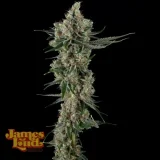 Loud-Dreamsicle-Cannabis-Seeds.webp