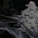 Mac (Original Seeds)