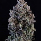 Mendo-Breath-Auto-Flower.jpg